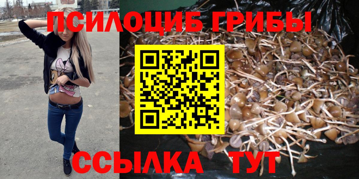 Галлюциногенные грибы Psilocybine cubensis Каспийск